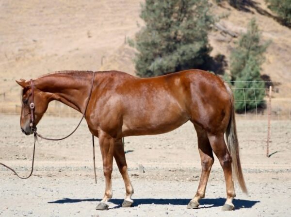 PFR DORA TRUE TUCKER - Image 7