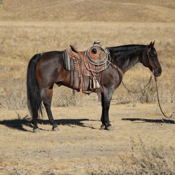Buddy - Image 10