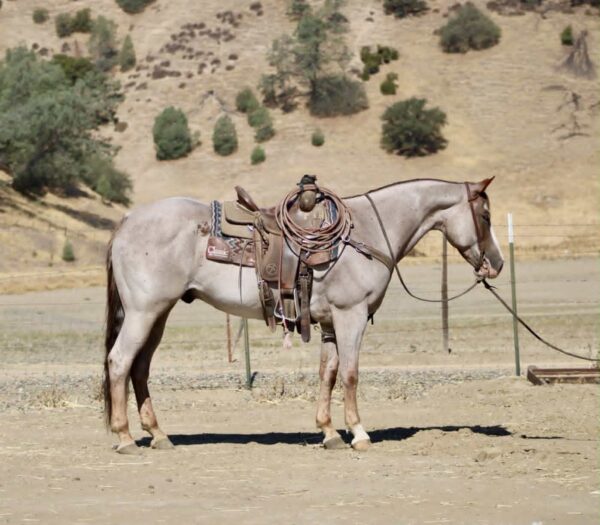 Auggie - Image 15