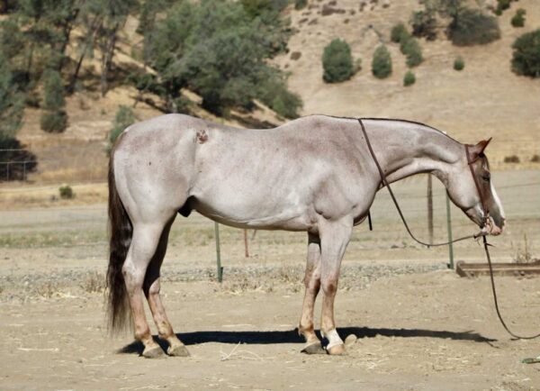 Auggie - Image 19