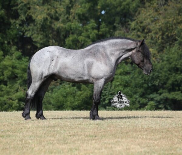 Dually - Image 4