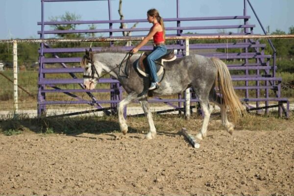 Bluebell - Image 13