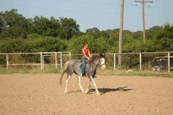 Bluebell - Image 15