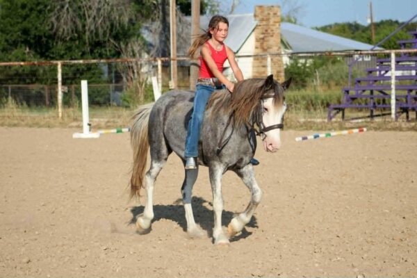 Bluebell - Image 19