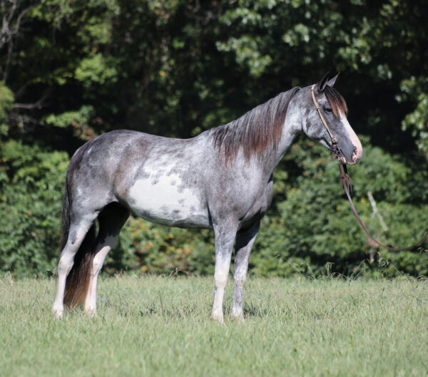 May Belle - Image 5