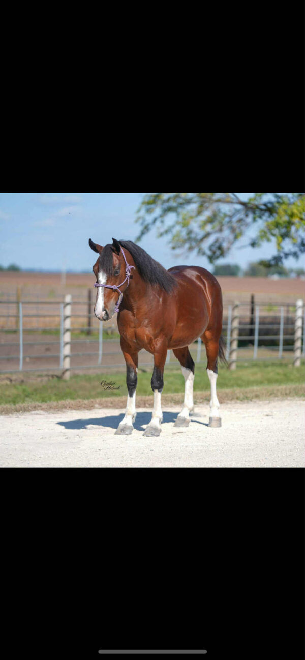 Clyde - Image 13
