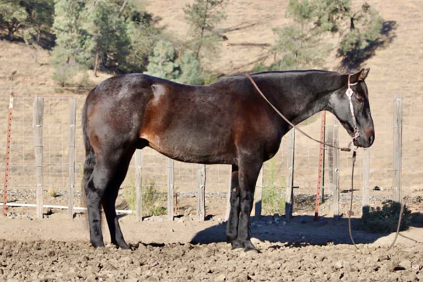 Blue Topaz - Image 3