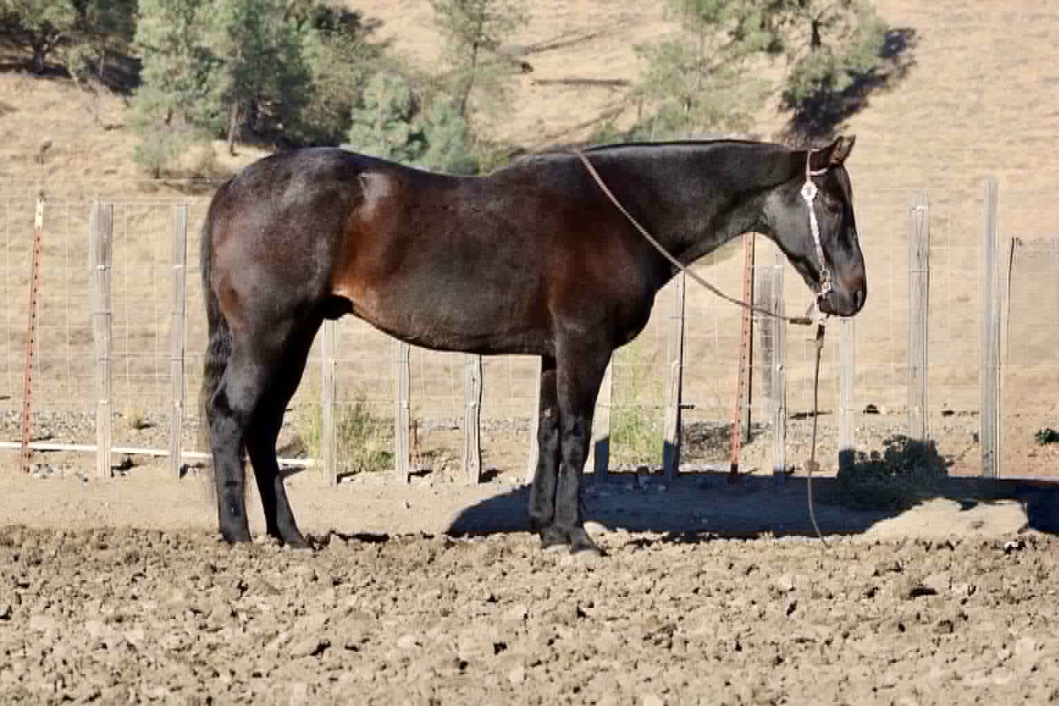 Blue Topaz - Image 5