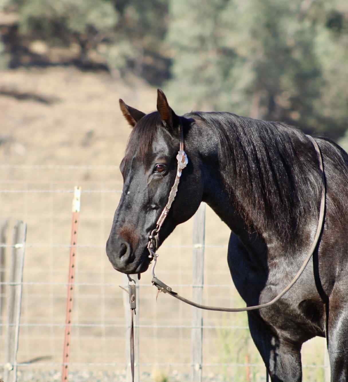 Blue Topaz - Image 6