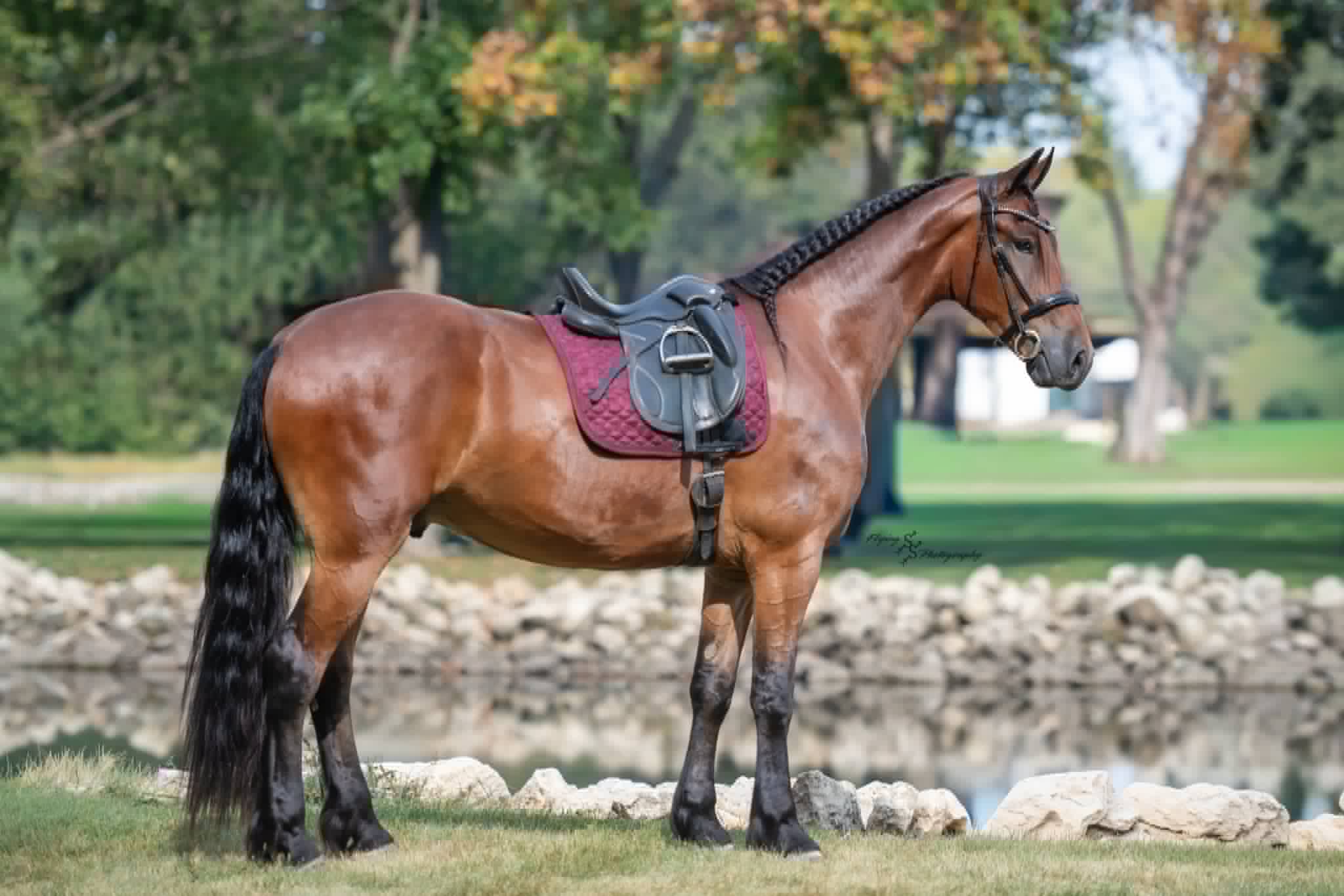 A Dutch Creek Donald