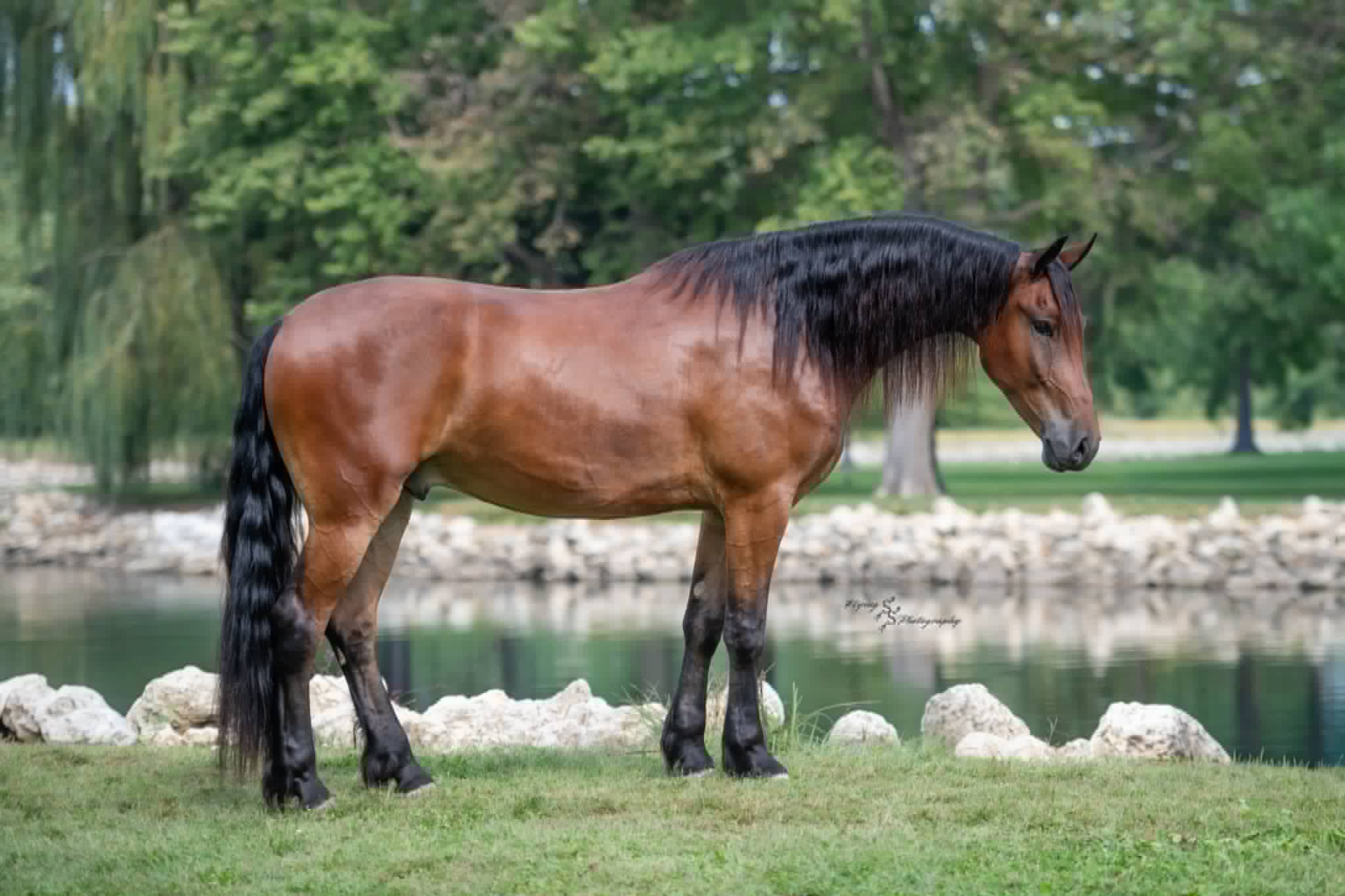 A Dutch Creek Donald - Image 6