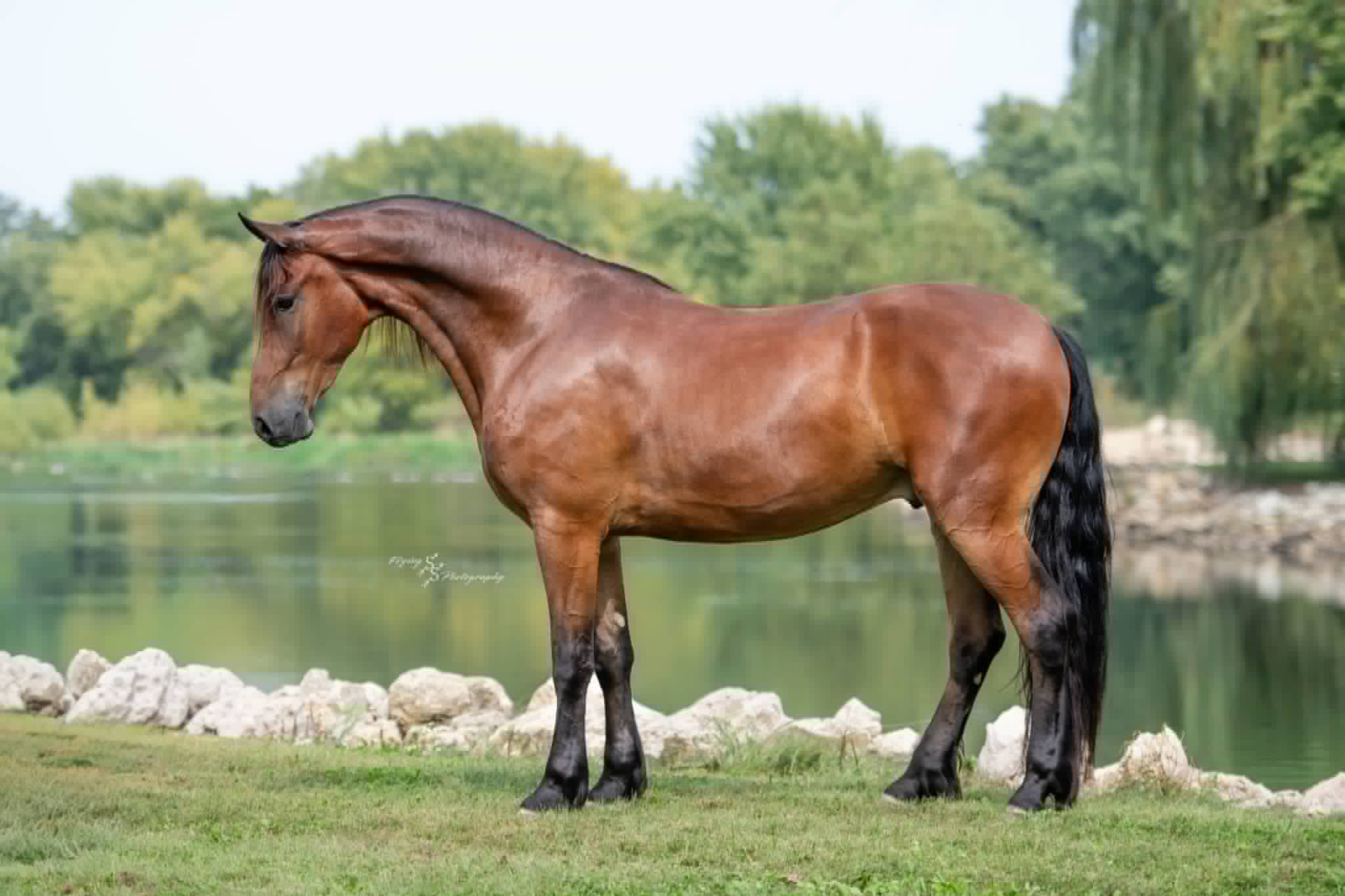 A Dutch Creek Donald - Image 7