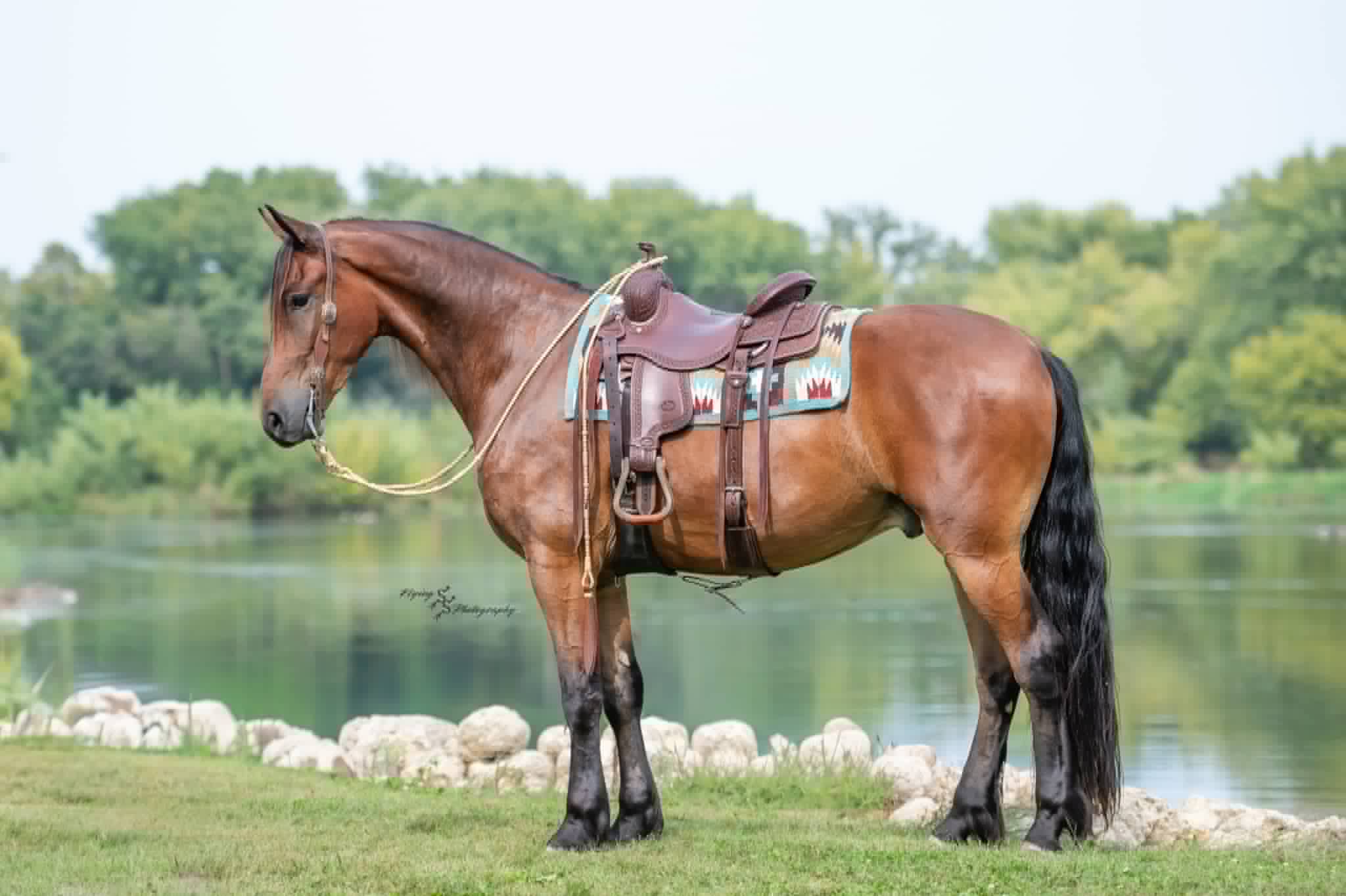 A Dutch Creek Donald - Image 8