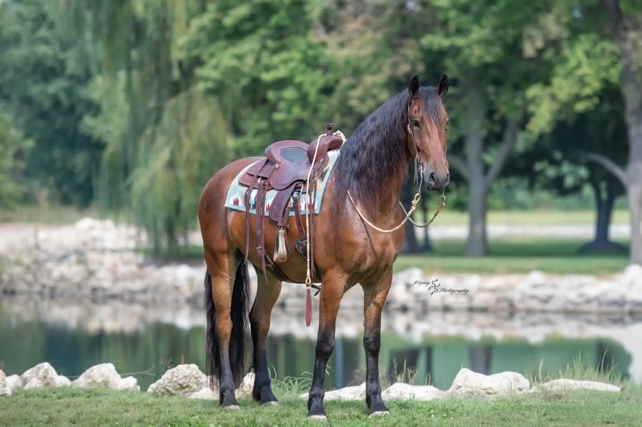 A Dutch Creek Donald - Image 9