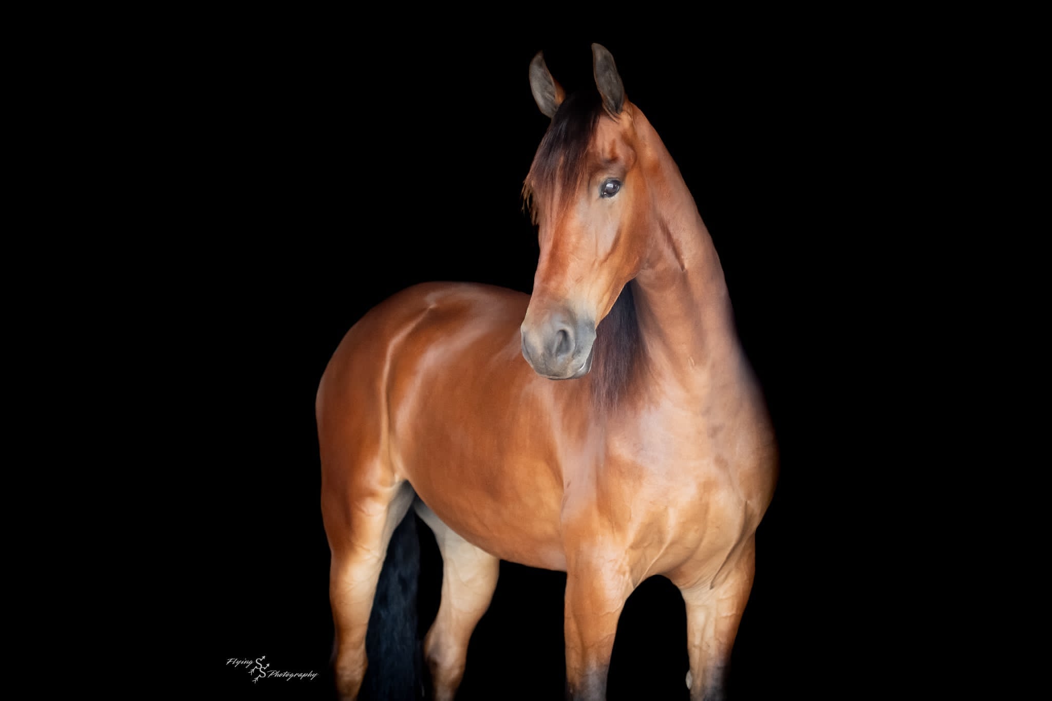 A Dutch Creek Donald - Image 11