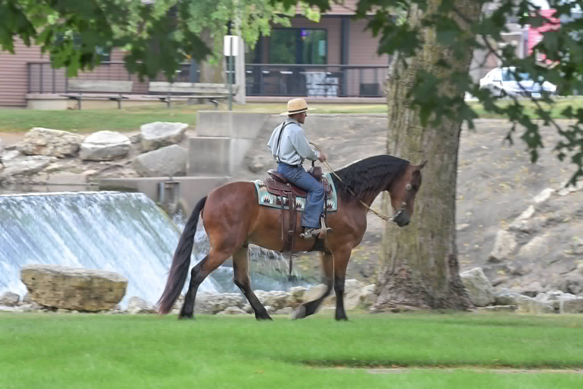A Dutch Creek Donald - Image 13
