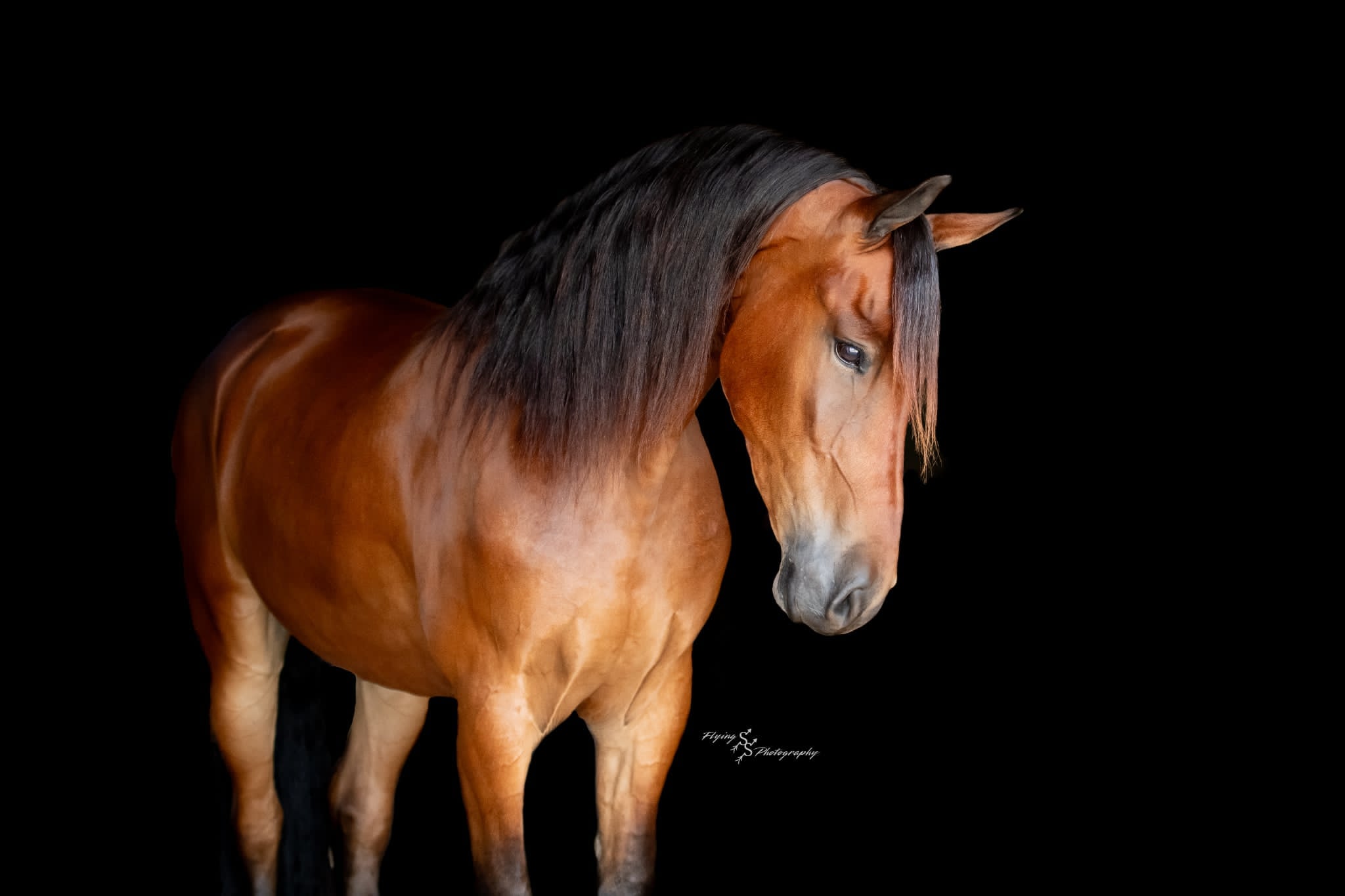 A Dutch Creek Donald - Image 10