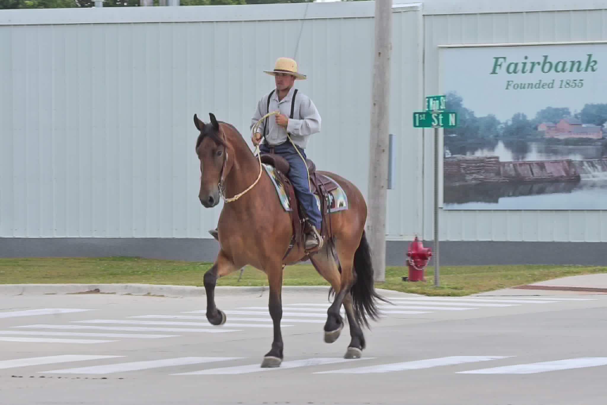 A Dutch Creek Donald - Image 17
