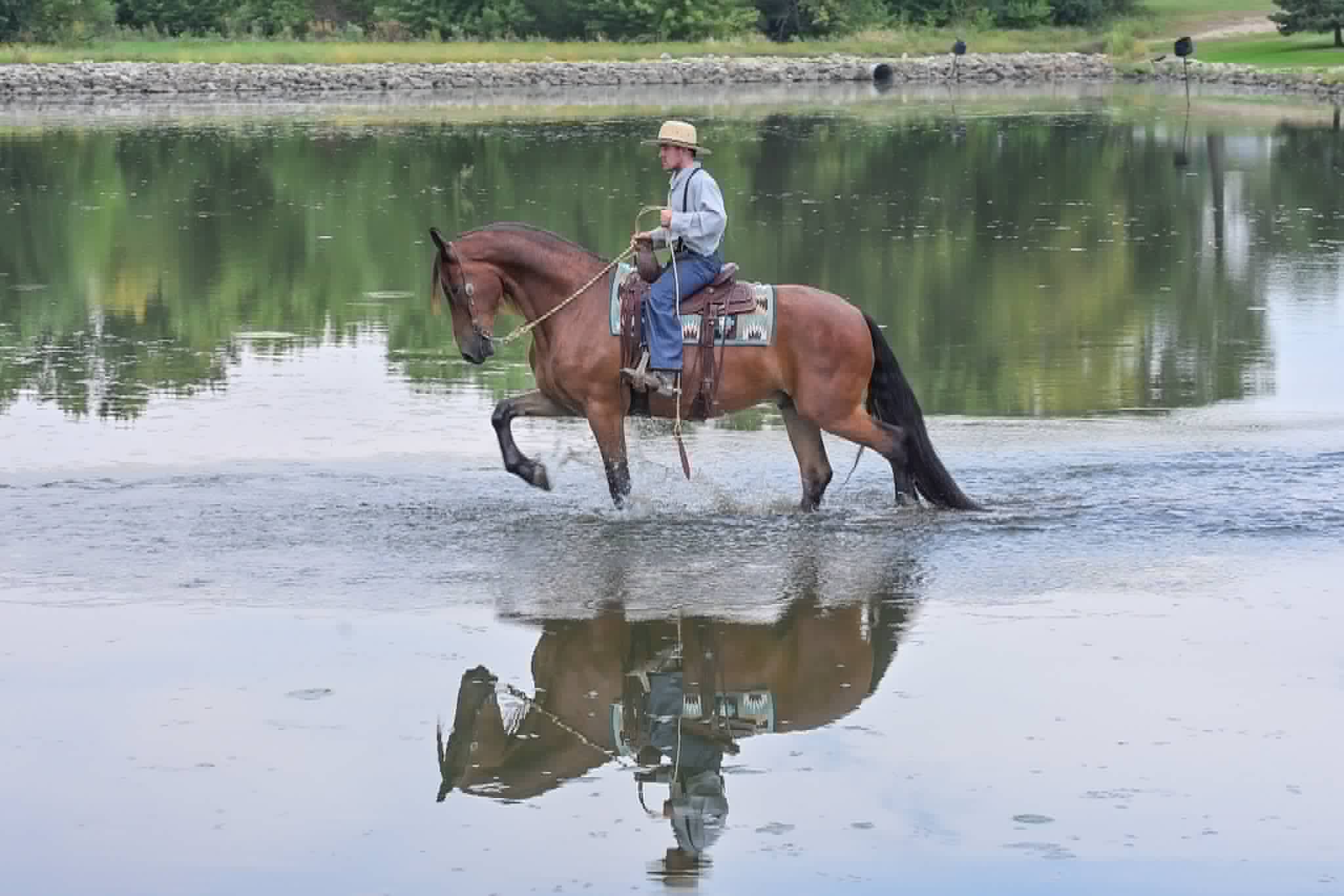 A Dutch Creek Donald - Image 18