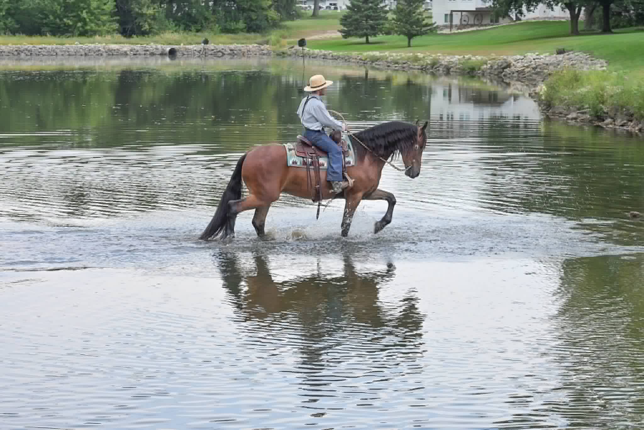 A Dutch Creek Donald - Image 19