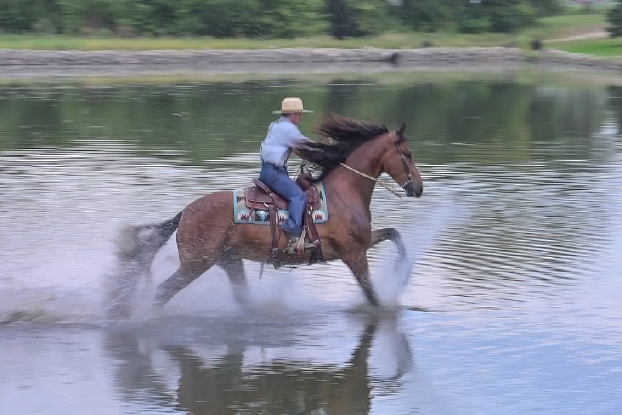 A Dutch Creek Donald - Image 20
