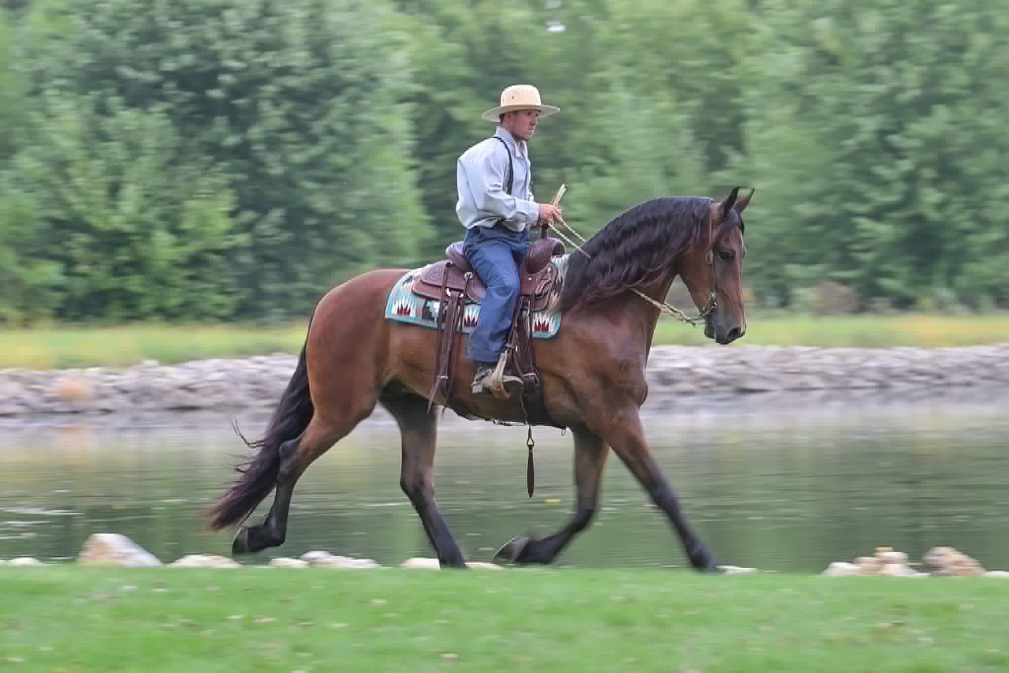 A Dutch Creek Donald - Image 21