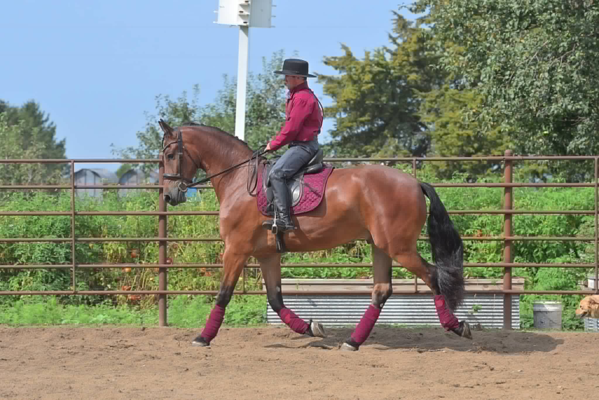 A Dutch Creek Donald - Image 22