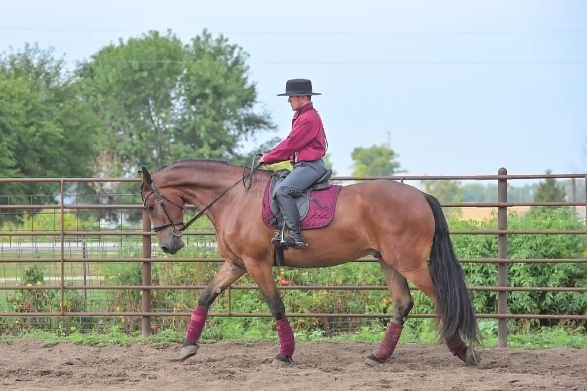 A Dutch Creek Donald - Image 23