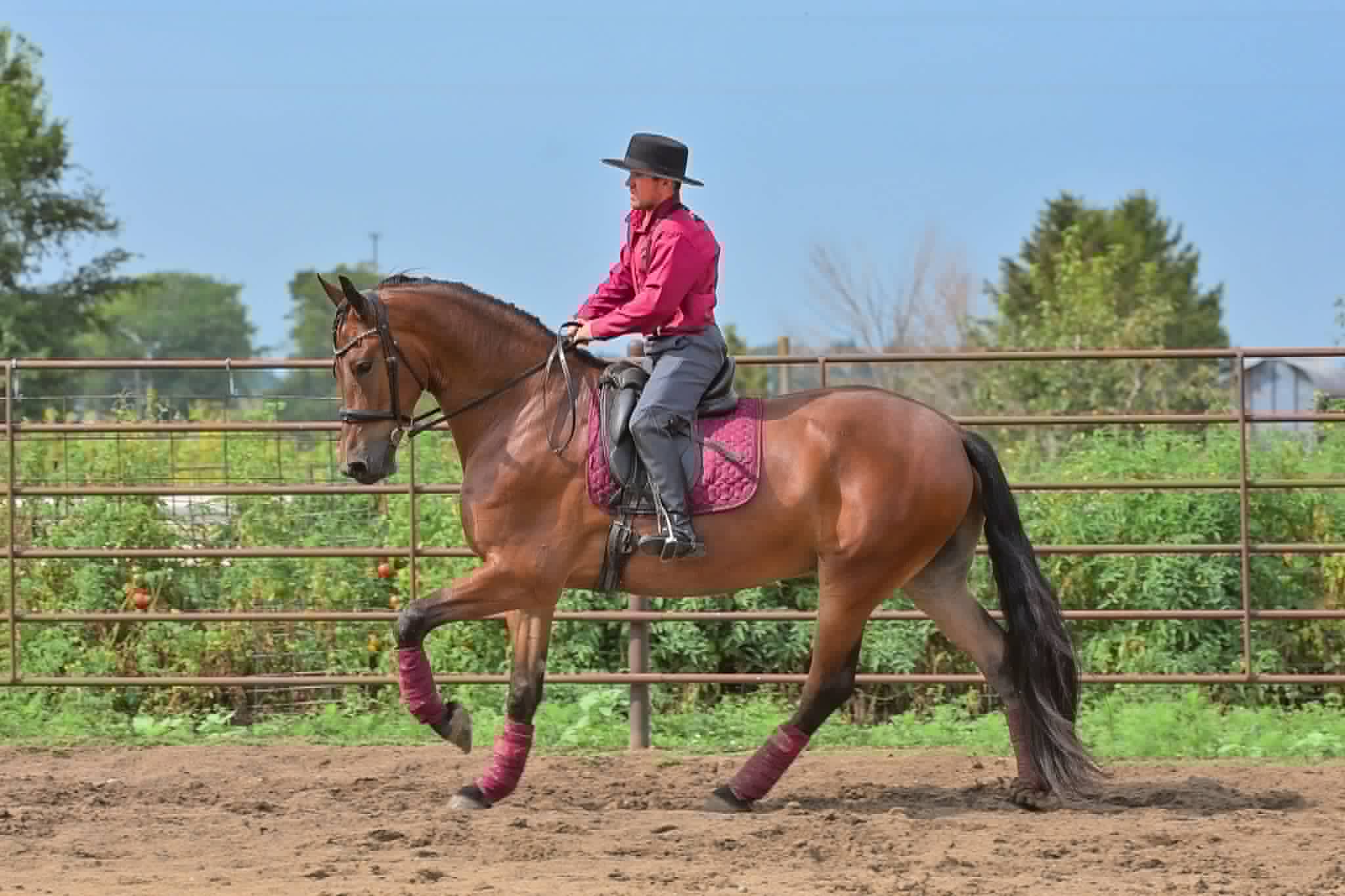 A Dutch Creek Donald - Image 25