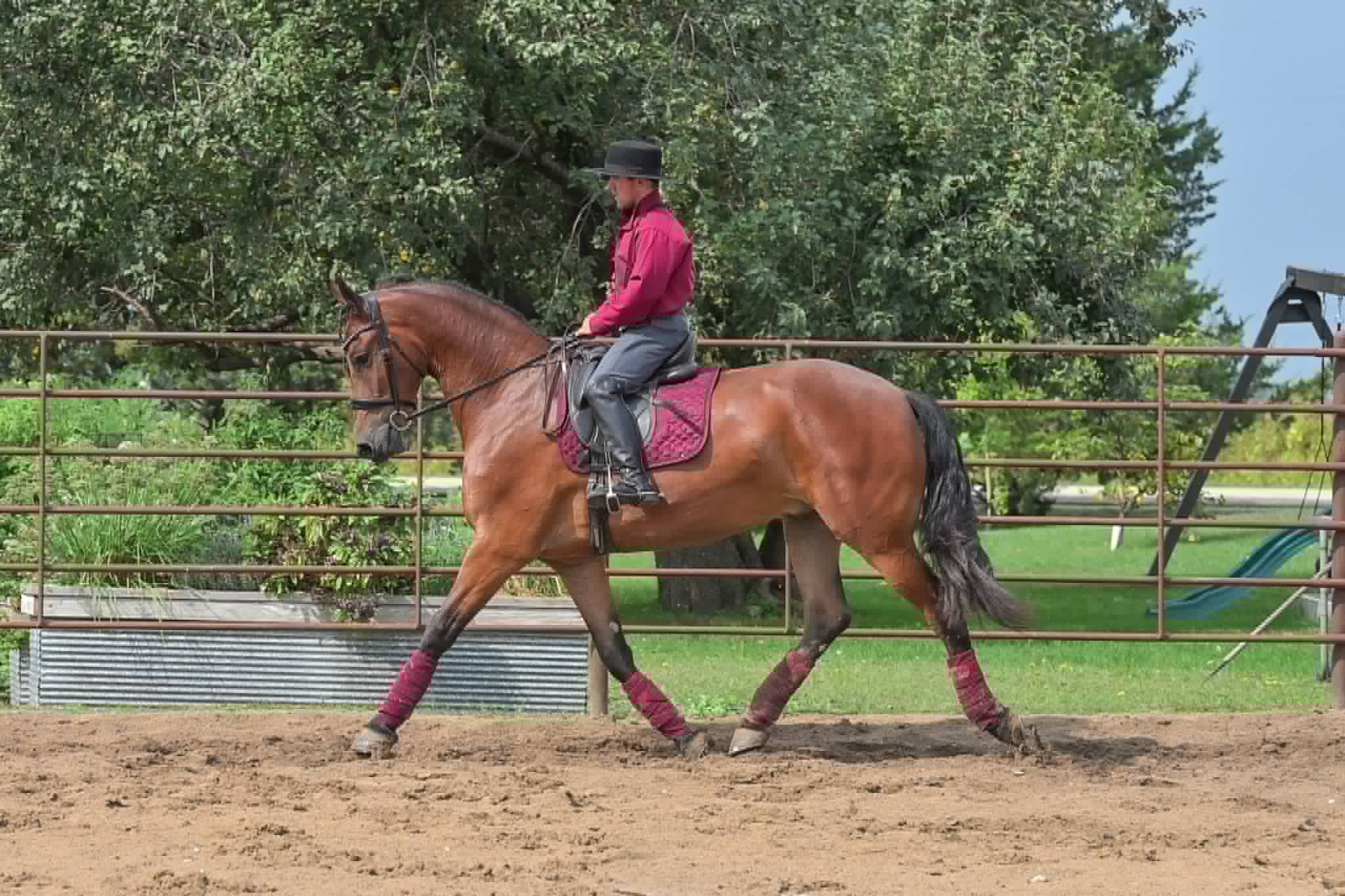 A Dutch Creek Donald - Image 26