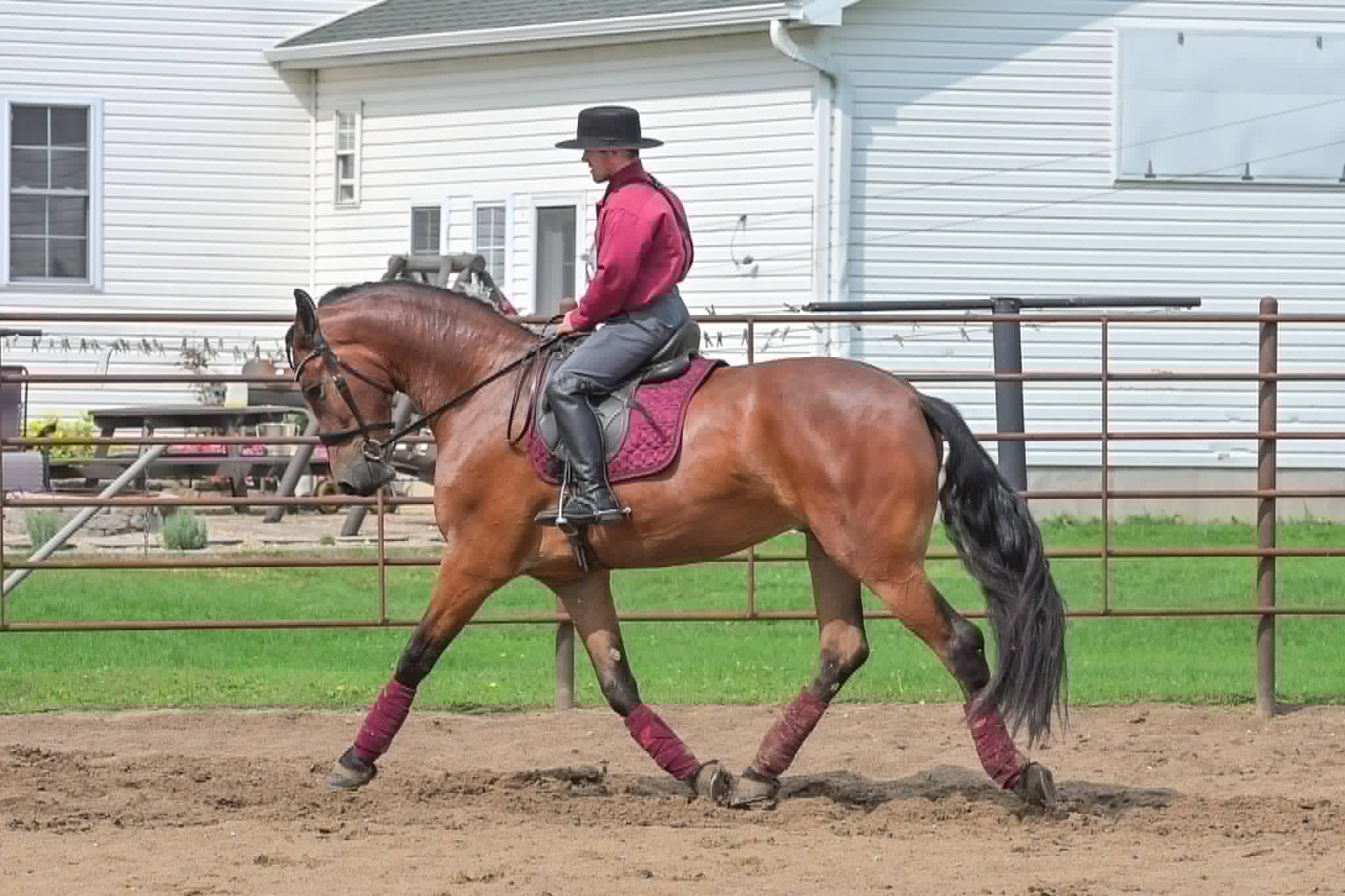 A Dutch Creek Donald - Image 27