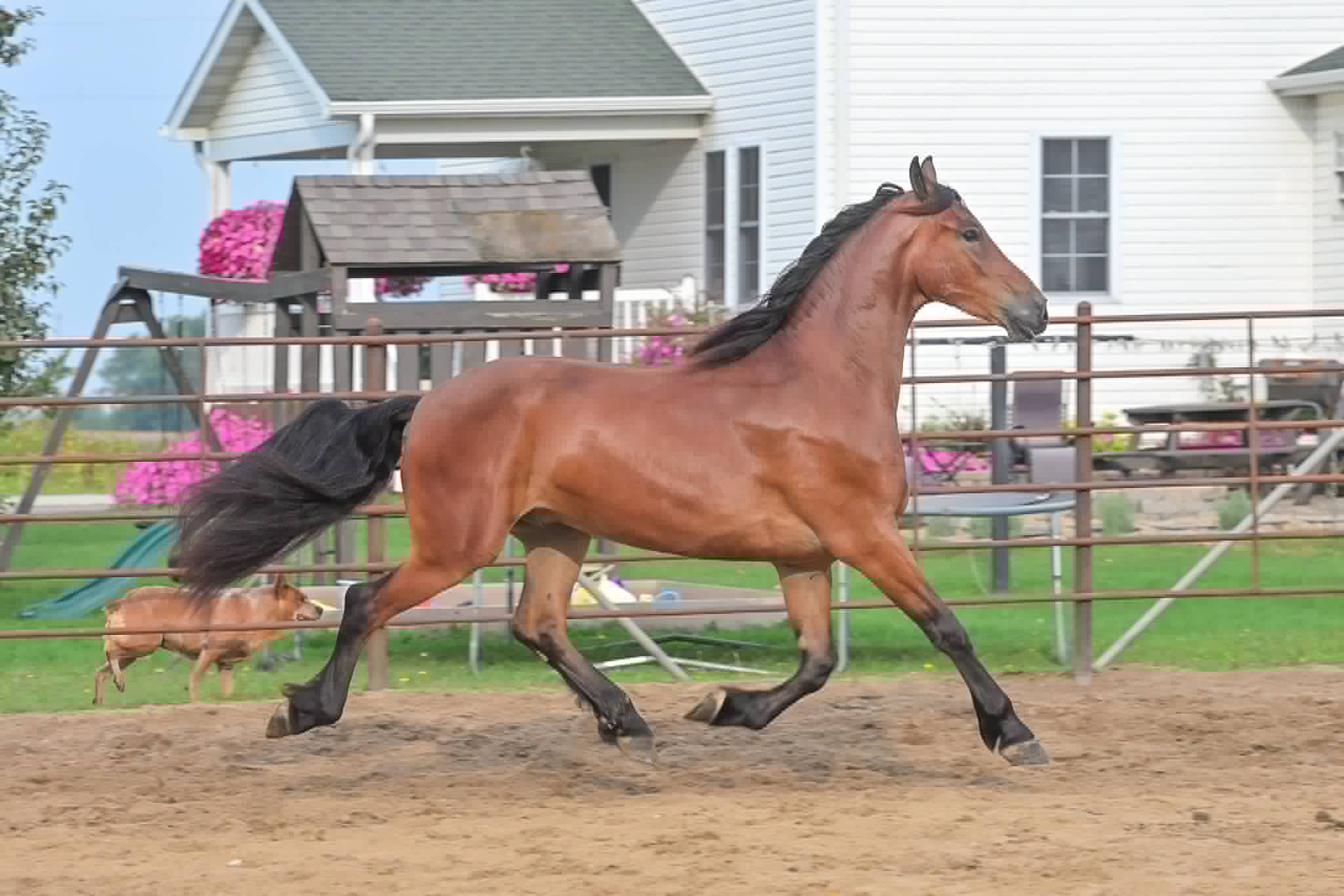 A Dutch Creek Donald - Image 29