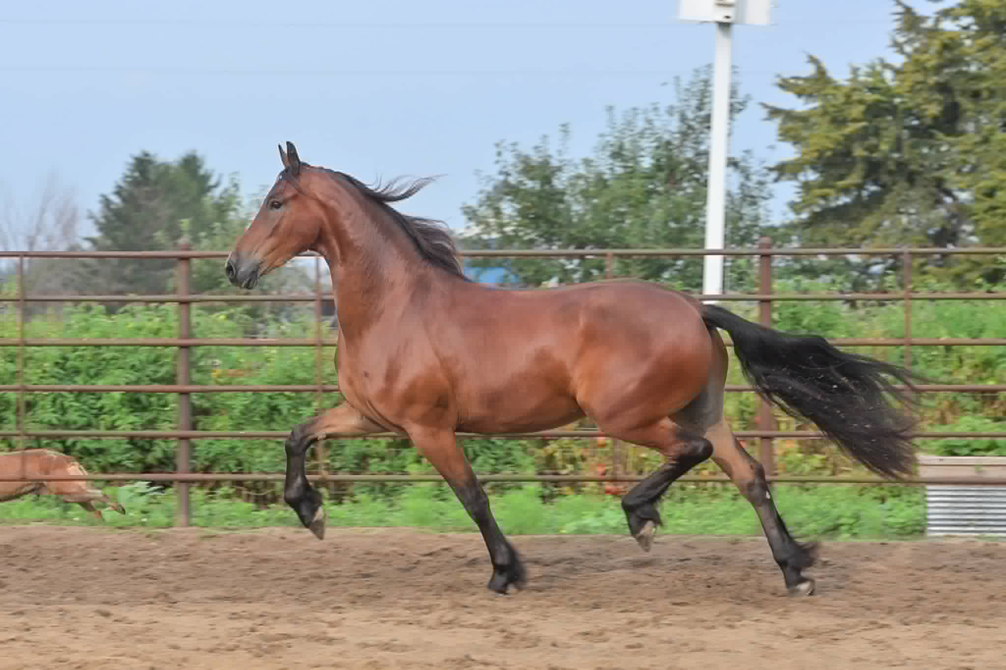 A Dutch Creek Donald - Image 30