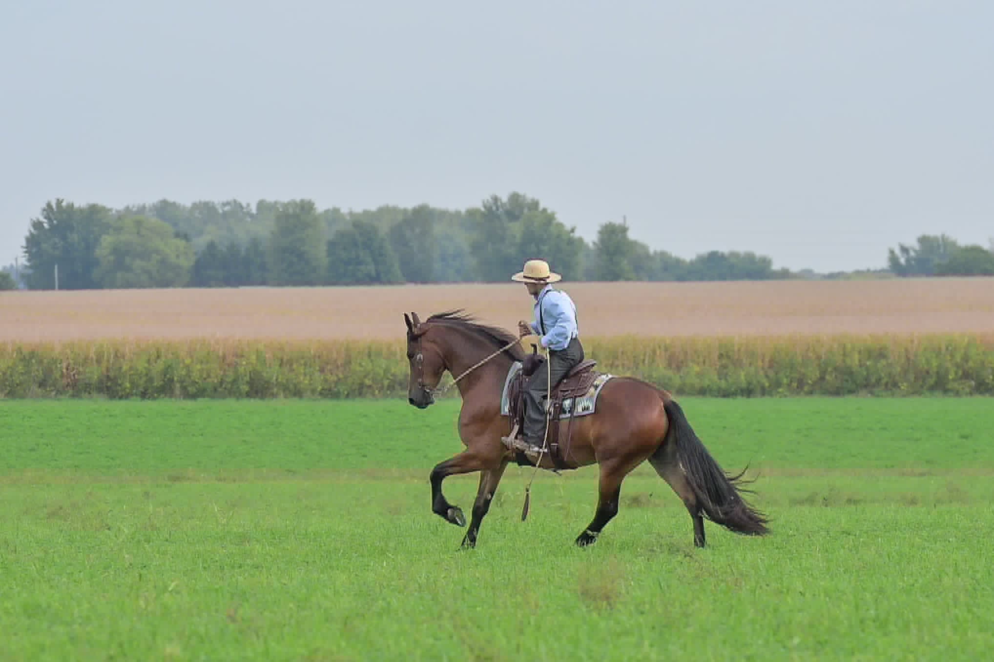 A Dutch Creek Donald - Image 31