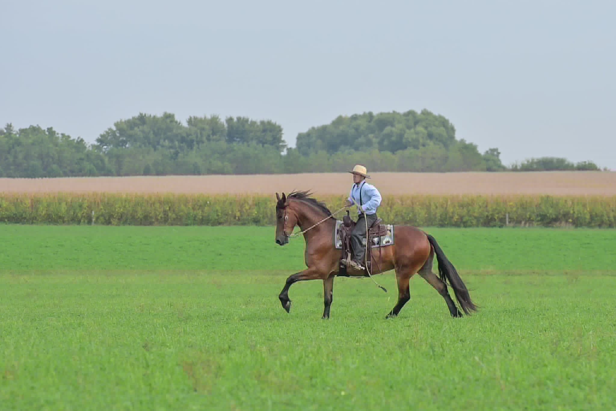 A Dutch Creek Donald - Image 32