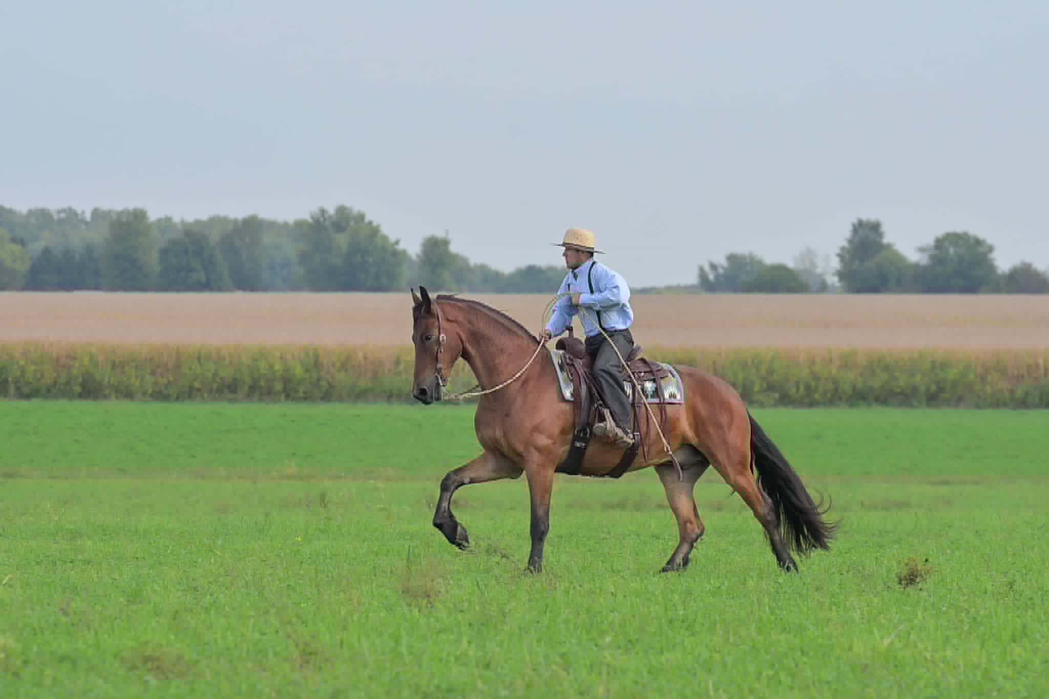 A Dutch Creek Donald - Image 33