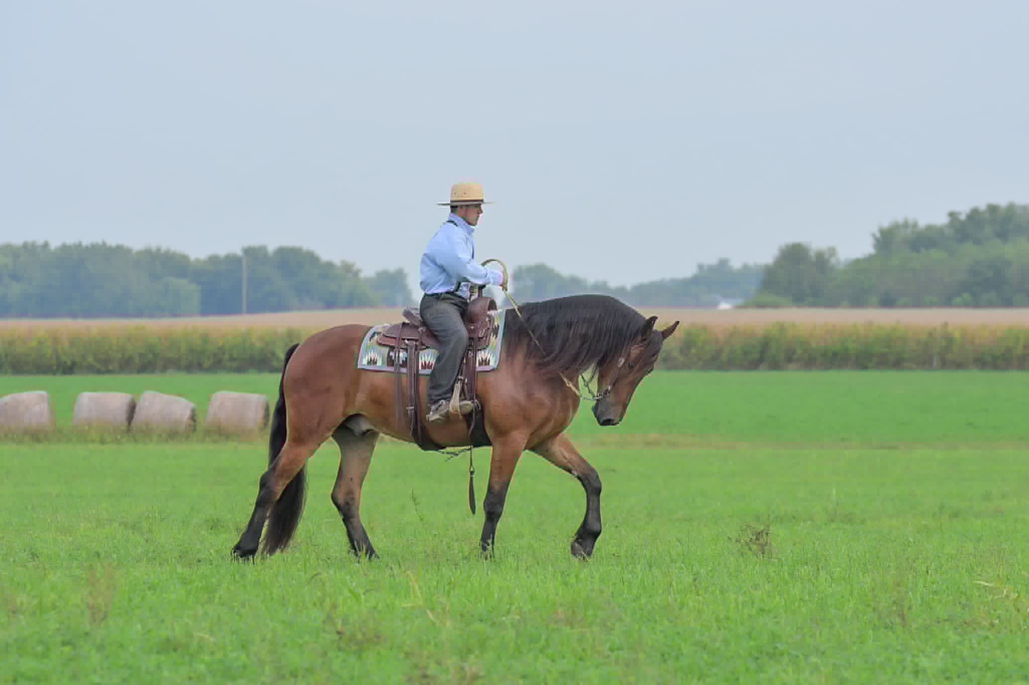 A Dutch Creek Donald - Image 34