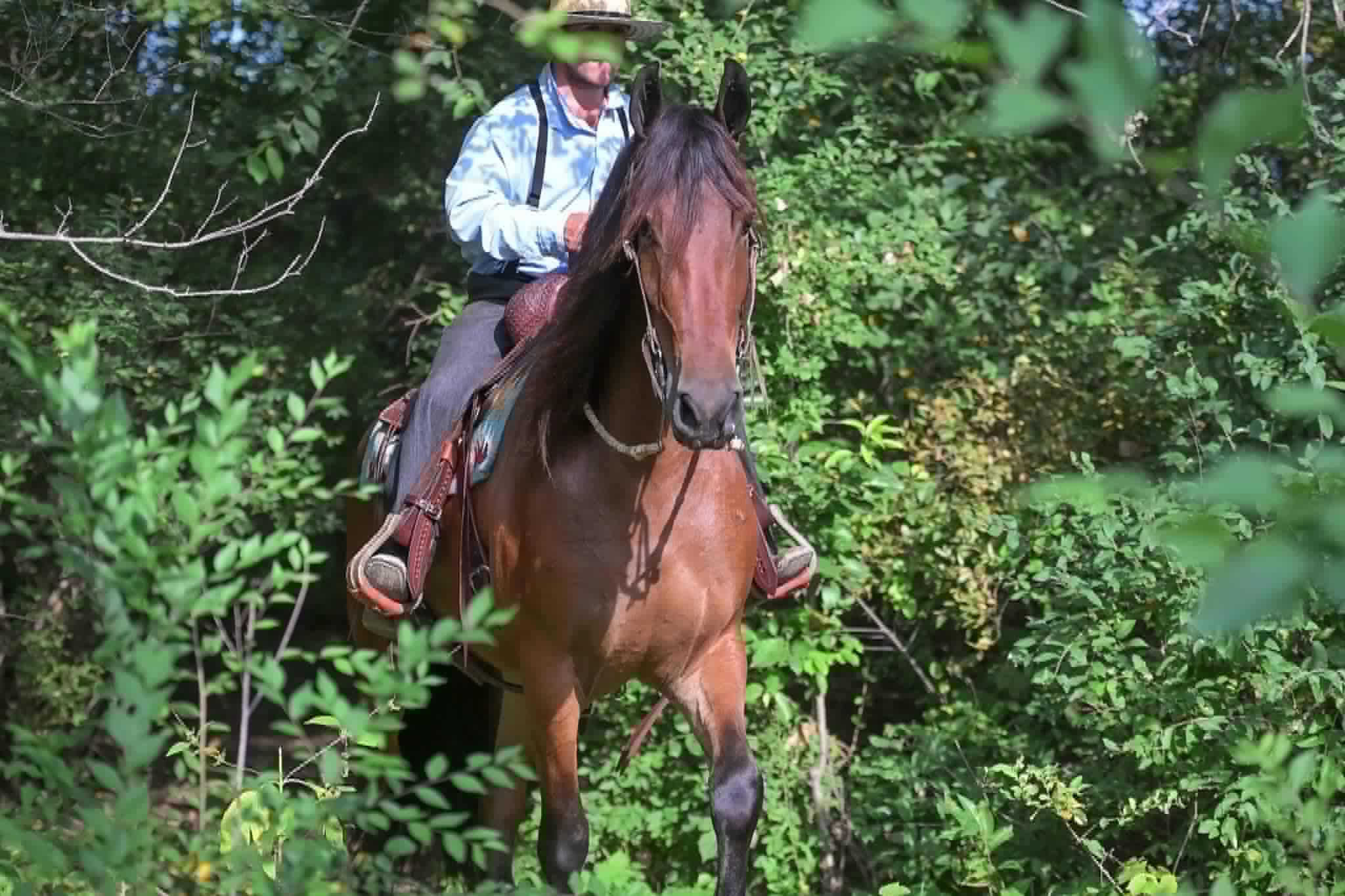 A Dutch Creek Donald - Image 36