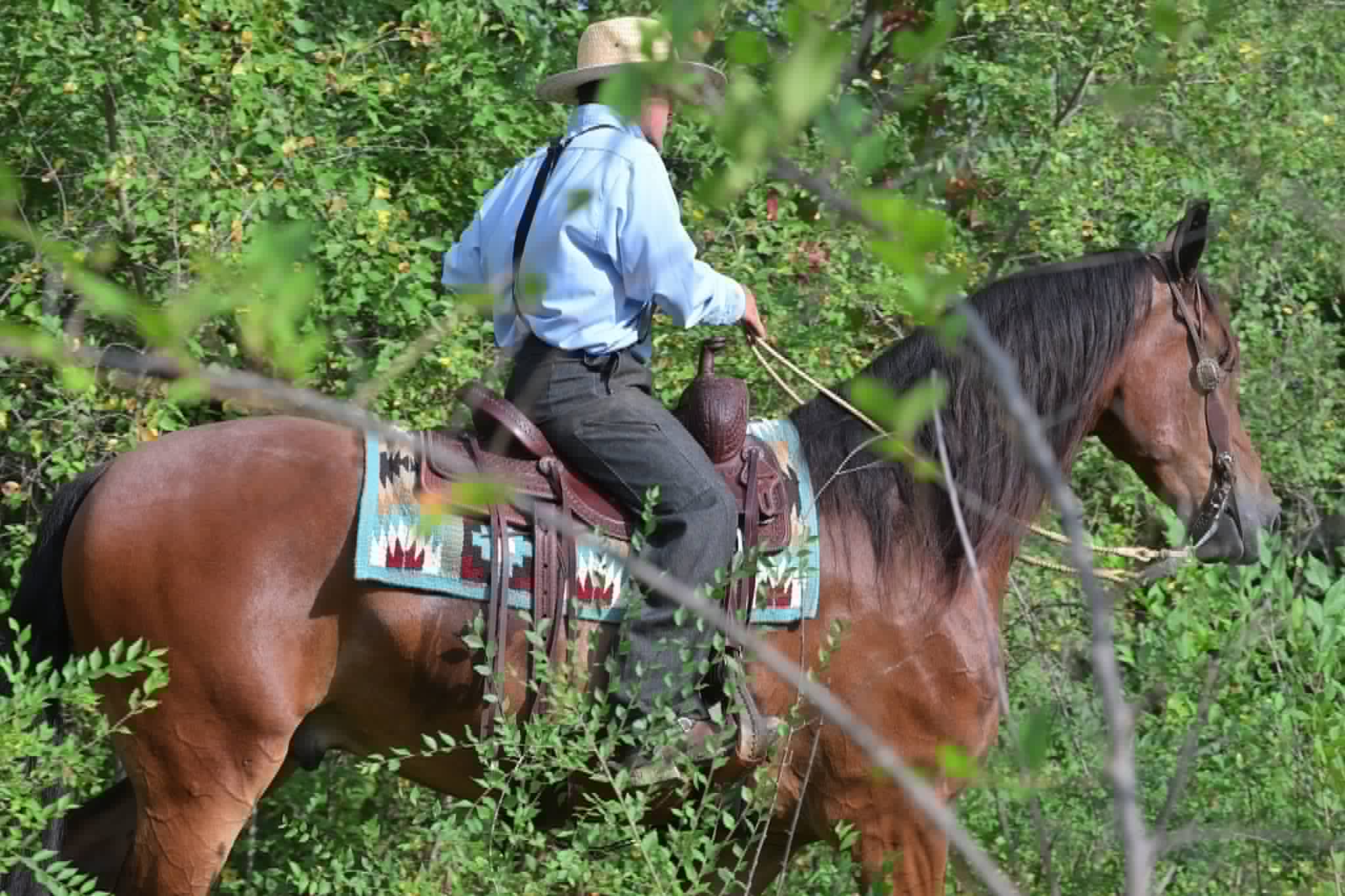 A Dutch Creek Donald - Image 37
