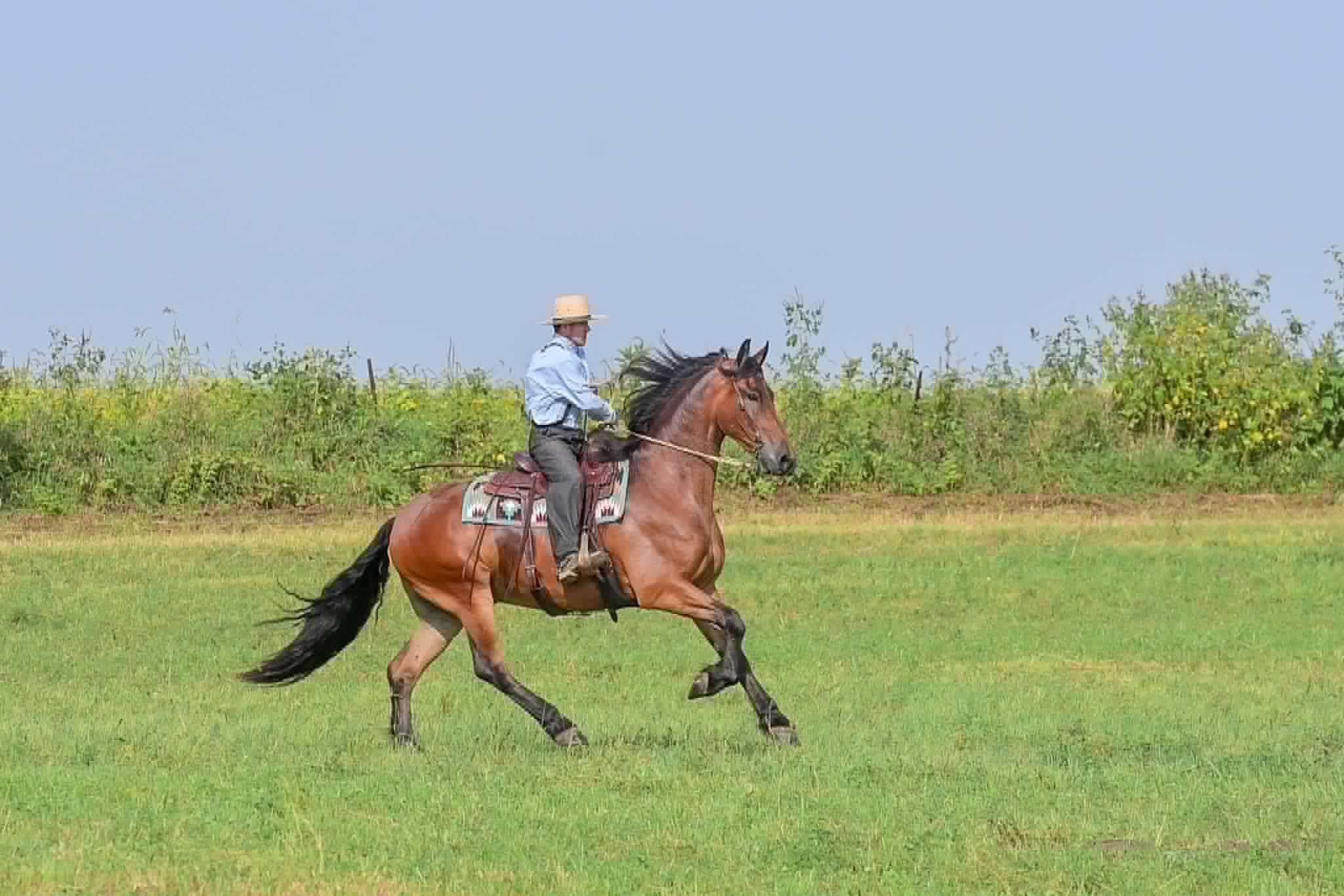 A Dutch Creek Donald - Image 38