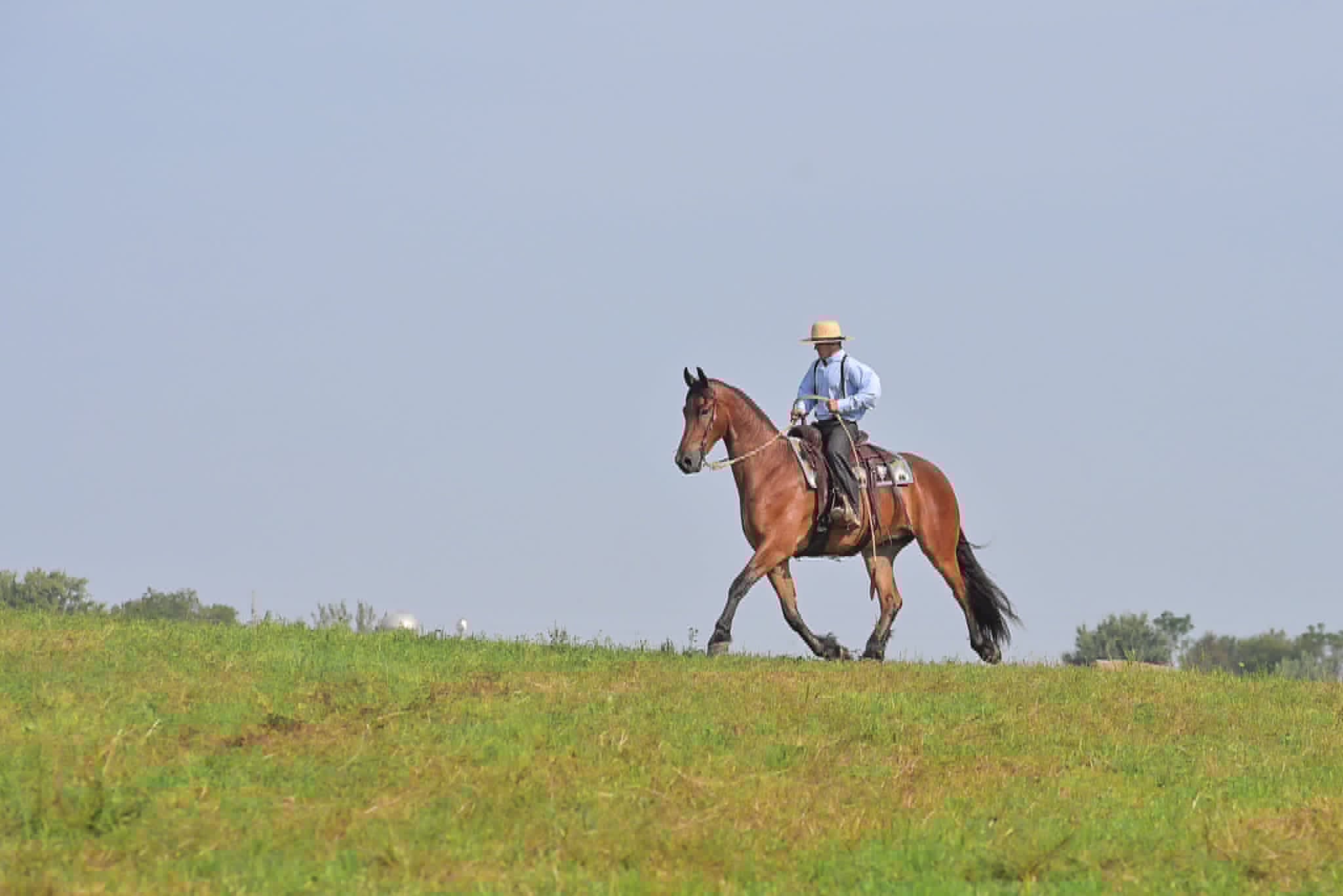 A Dutch Creek Donald - Image 39