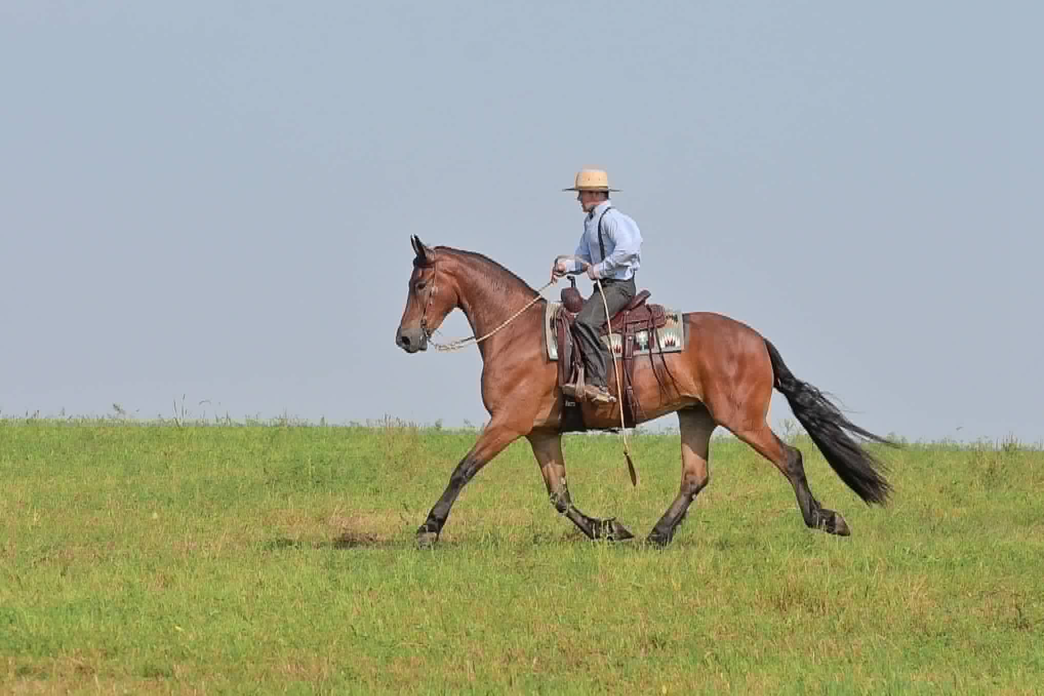 A Dutch Creek Donald - Image 40