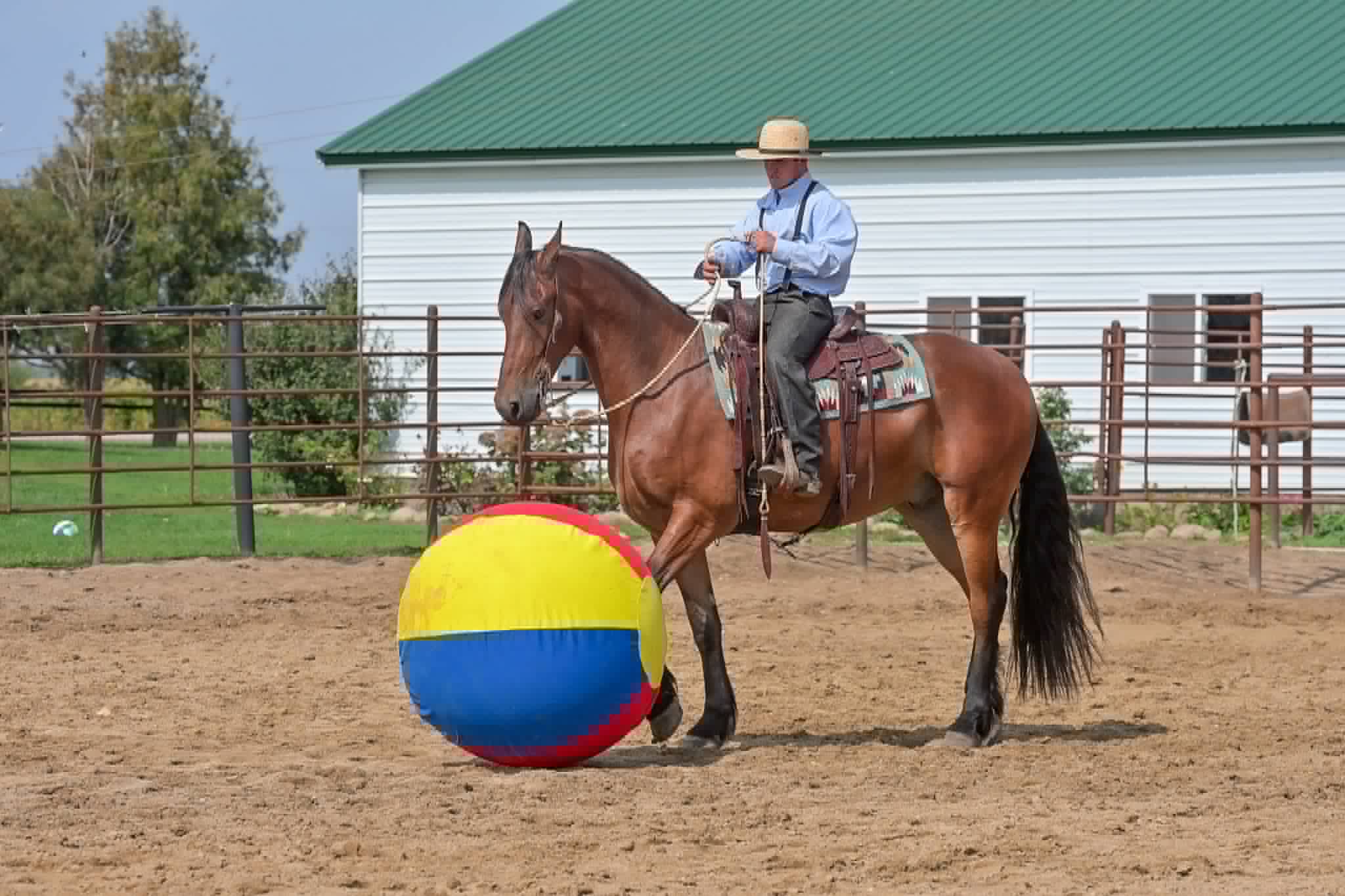 A Dutch Creek Donald - Image 41