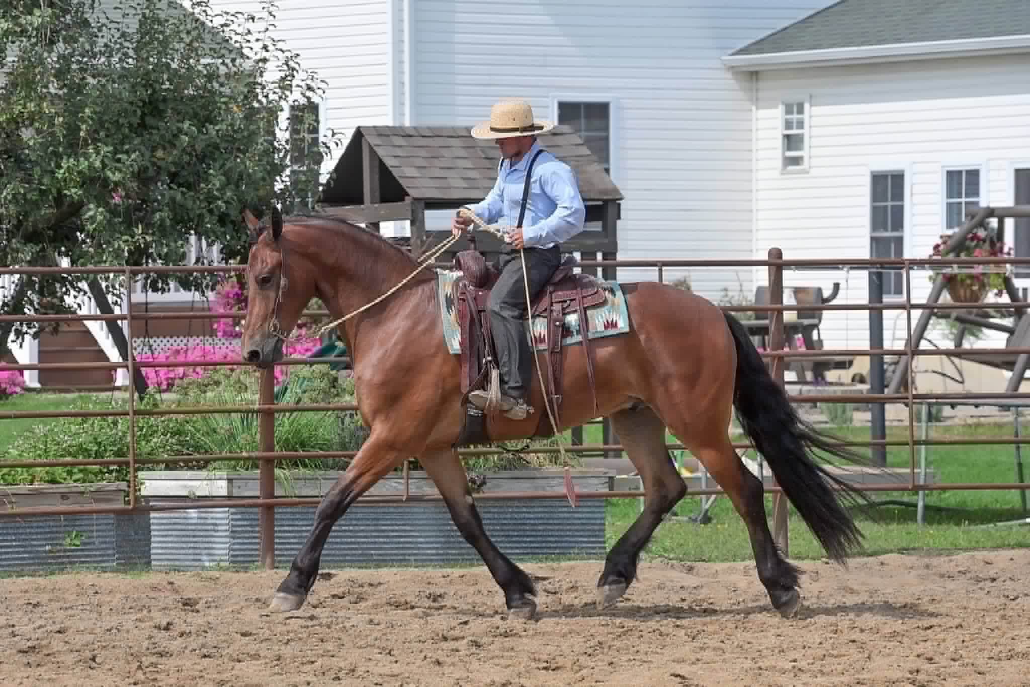 A Dutch Creek Donald - Image 42