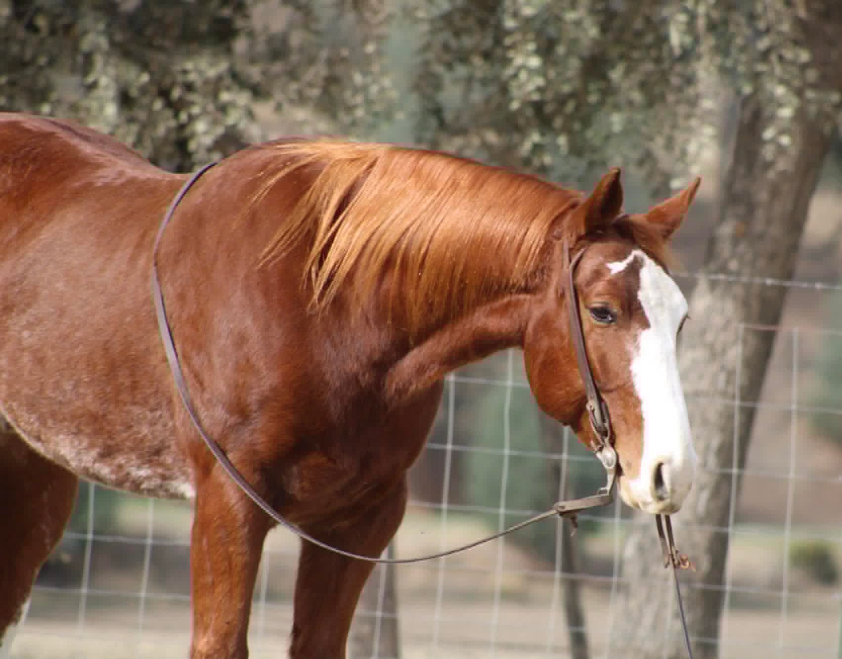 Doc Holiday - Image 2