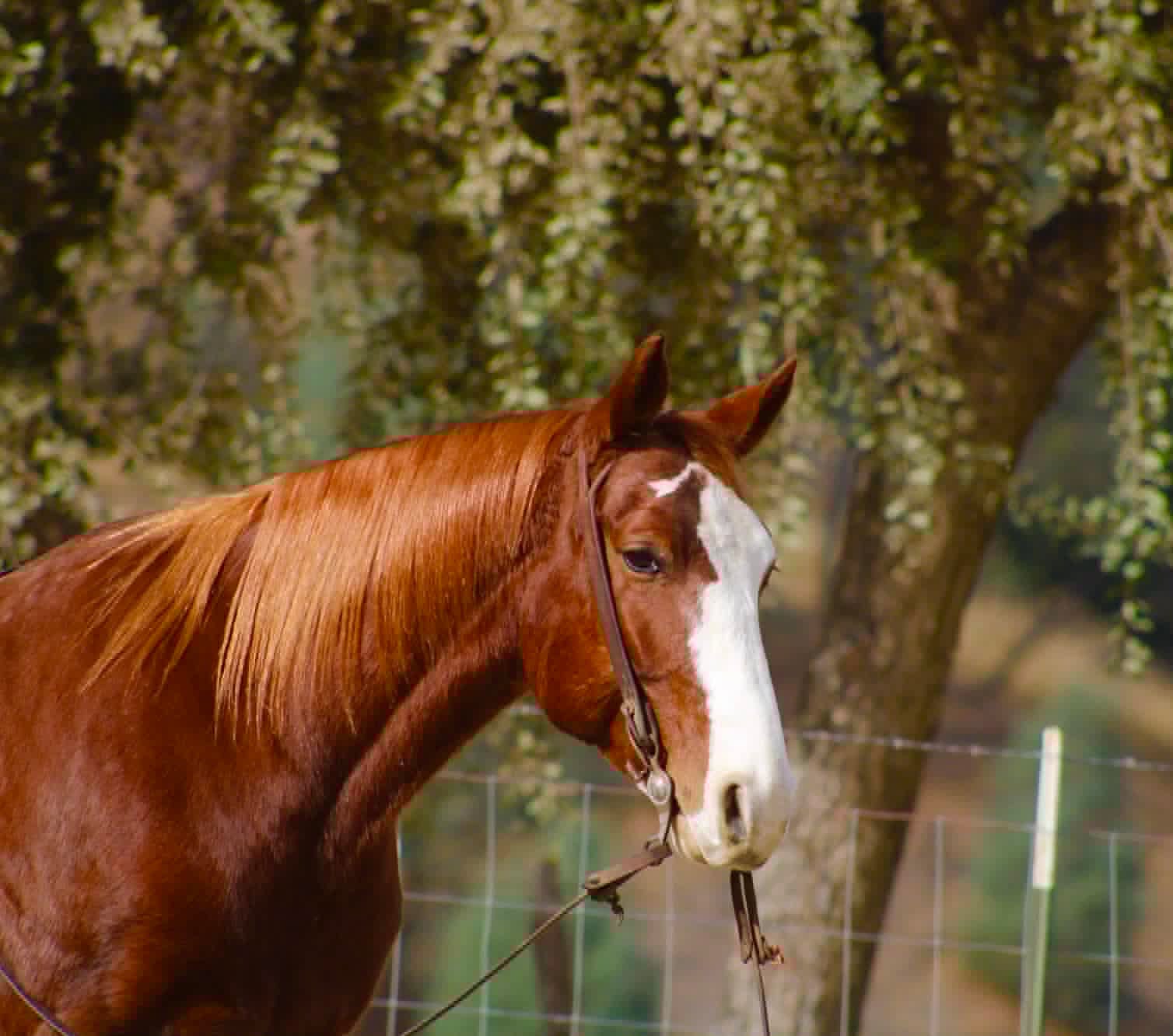 Doc Holiday - Image 3