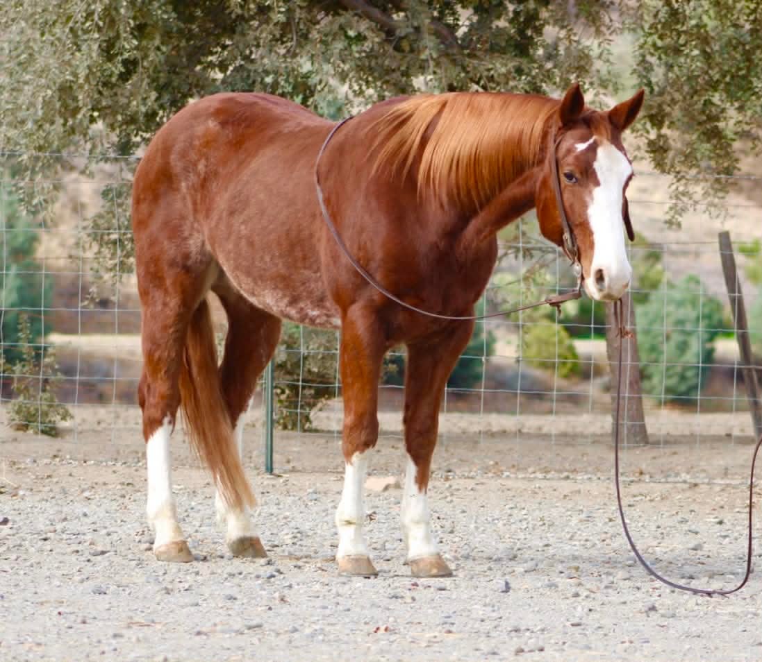 Doc Holiday - Image 5