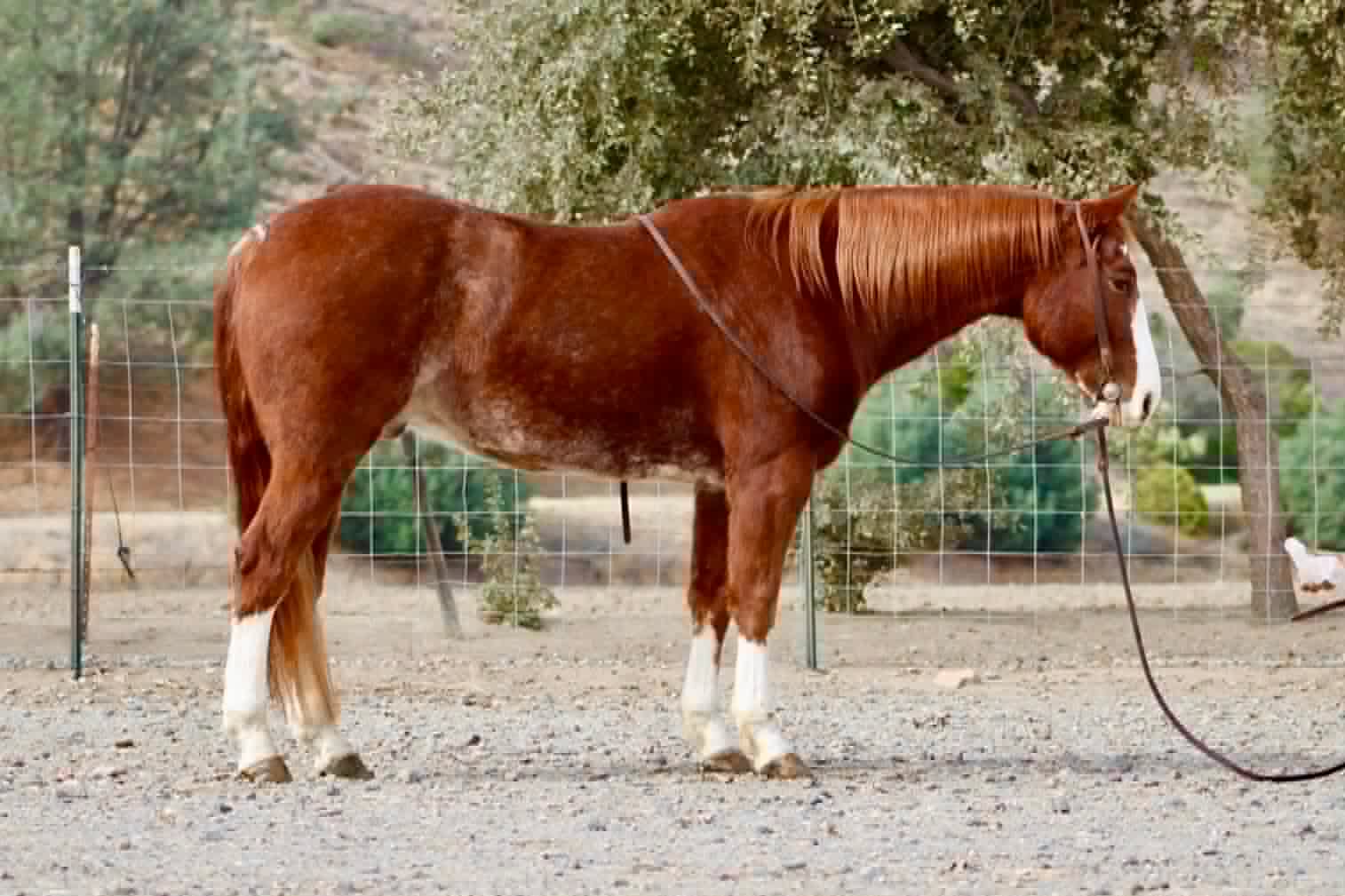 Doc Holiday - Image 7