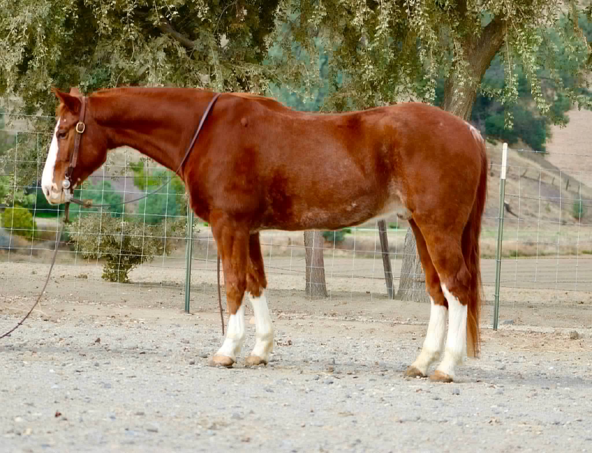 Doc Holiday - Image 8