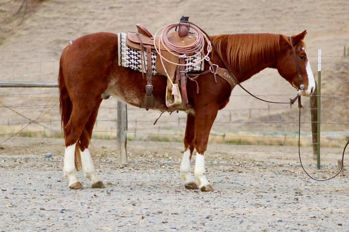 Doc Holiday - Image 10